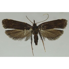 /filer/webapps/moths/media/images/Y/yekepaensis_Thubdora_HT_MNVD.jpg