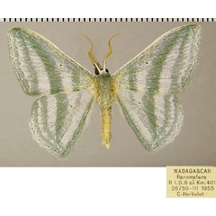 /filer/webapps/moths/media/images/M/meloui_Epigelasma_AM_ZSMa.jpg