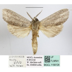 /filer/webapps/moths/media/images/S/sexpuncta_Arciera_A_MGCLa_01.JPG