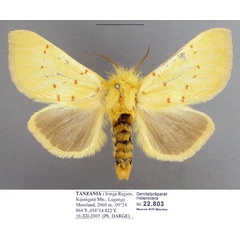 /filer/webapps/moths/media/images/C/croceipuncta_Antheua_AF_MWM.jpg