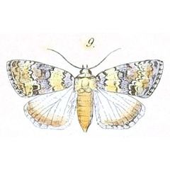 /filer/webapps/moths/media/images/L/lichenosa_Blenina_Felder_100_9.jpg