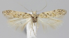/filer/webapps/moths/media/images/T/traganella_Scrobipalpa_AM_ZMHB_02.jpg