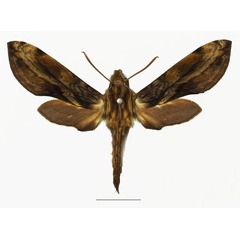 /filer/webapps/moths/media/images/P/pelius_Theretra_AF_Basquina.jpg