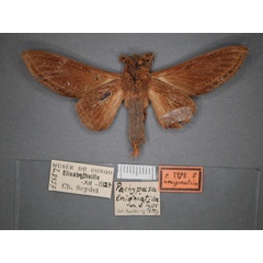 /filer/webapps/moths/media/images/E/enigmatica_Grellada_HT_RMCA_02.jpg