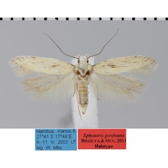 /filer/webapps/moths/media/images/G/gondwana_Ephysteris_MHT_MfN.jpg