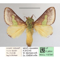 /filer/webapps/moths/media/images/V/viridifascia_Latoia_A_MGCLa_01.jpg