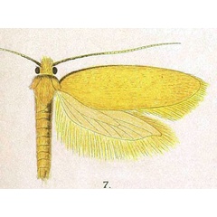 /filer/webapps/moths/media/images/A/adamasta_Tinea_STM_Meyrick_8-7.jpg