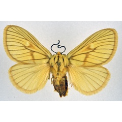 /filer/webapps/moths/media/images/P/polana_Cosuma_AF_NHMO.jpg