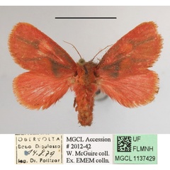 /filer/webapps/moths/media/images/L/lateritia_Micraphe_A_MGCLa_02.JPG