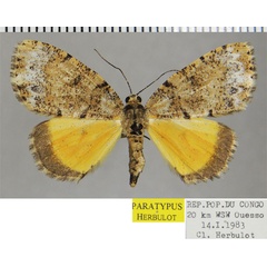 /filer/webapps/moths/media/images/T/triphaenata_Xylopteryx_PTF_ZSM.jpg