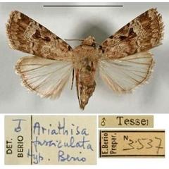 /filer/webapps/moths/media/images/F/fasciculata_Ariathisa_HT_MCSM.jpg