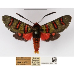 /filer/webapps/moths/media/images/E/erythropyga_Arniocera_AM_NHMUK.jpg