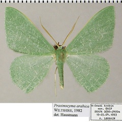 /filer/webapps/moths/media/images/A/arabica_Prasinocyma_AM_ZSMa.jpg