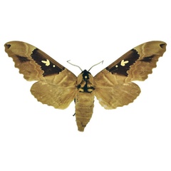 /filer/webapps/moths/media/images/D/dumolinii_Lophostethus_AM_ANHRT.jpg