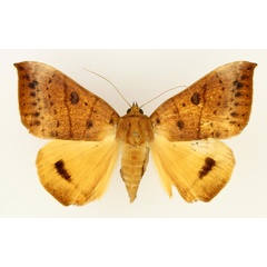 /filer/webapps/moths/media/images/K/klugii_Heliophisma_AF_TMSA_01.jpg