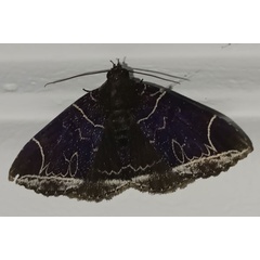 /filer/webapps/moths/media/images/L/luteilinea_Platyja_AF_Andogho.jpg