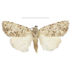 /filer/webapps/moths/media/images/C/carcassoni_Ezishnola_PTM_NHMUK.jpg