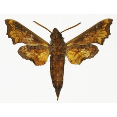 /filer/webapps/moths/media/images/P/pseudopylas_Temnora_AM_Basquin_01b.jpg