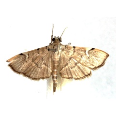 /filer/webapps/moths/media/images/A/appensalis_Chalcidoptera_AM_Agassiz.jpg