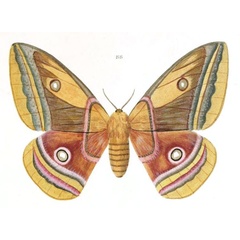 /filer/webapps/moths/media/images/A/anna_Antheraea_HT_Maassen_88.jpg