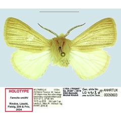 /filer/webapps/moths/media/images/S/smithi_Tamsita_HT_ANHRT.jpg