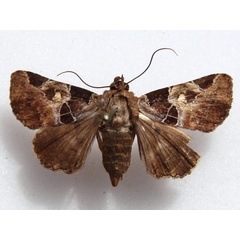 /filer/webapps/moths/media/images/D/discimacula_Athyrma_A_Goff.jpg