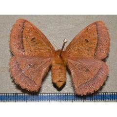 /filer/webapps/moths/media/images/A/aspersa_Decachorda_AF_Goff_01.jpg