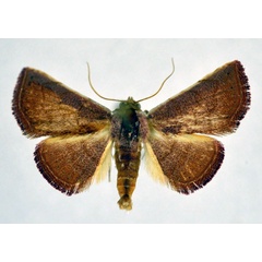 /filer/webapps/moths/media/images/S/sororcula_Eublemma_AM_NHMO.jpg