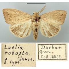 /filer/webapps/moths/media/images/R/robusta_Laelia_HT_TMSA.jpg