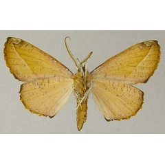 /filer/webapps/moths/media/images/B/benyowskii_Drepanogynis_AM_ZSMb.jpg