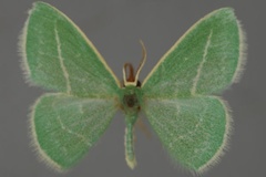 Omphacodes divergens