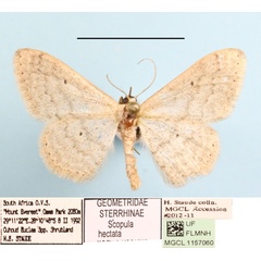 /filer/webapps/moths/media/images/H/hectata_Scopula_A_MGCLa_01.jpg