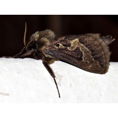 /filer/webapps/moths/media/images/A/ammon_Eudalaca_A_Braun.jpg