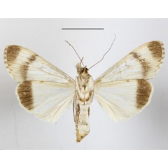 /filer/webapps/moths/media/images/T/tegulata_Audea_A_MGCLb_01.JPG