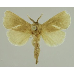 /filer/webapps/moths/media/images/D/dietermeyi_Metarbela_PTM_MfN_01.jpg