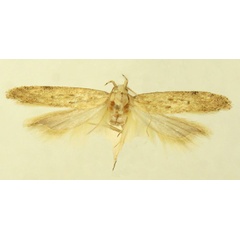 /filer/webapps/moths/media/images/B/biljurshi_Scrobipalpa_PTM_LNK_02.jpg