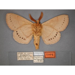 /filer/webapps/moths/media/images/M/multipunctata_Pachypasa_HT_RMCA_02.jpg