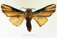Cetola costata