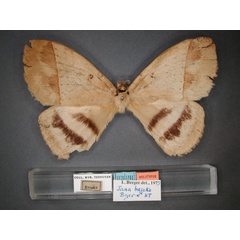 /filer/webapps/moths/media/images/B/basoko_Jana_HT_RMCA_01.jpg