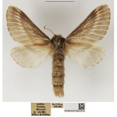 /filer/webapps/moths/media/images/H/henkei_Eriogaster_AF_NHMUK.jpg