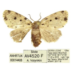 /filer/webapps/moths/media/images/P/punctata_Palaeosiccia_AM_ANHRT.jpg