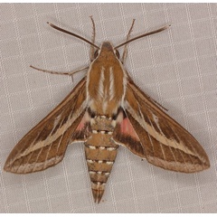 /filer/webapps/moths/media/images/L/livornica_Hyles_A_Heyns_02.jpg