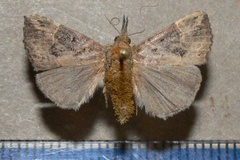 Hypena jussalis