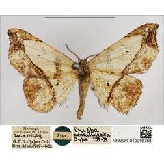 /filer/webapps/moths/media/images/A/acutalineata_Enispa_HT_NHMUK.jpg