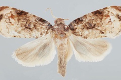 Gibbalaria analcis