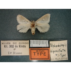 /filer/webapps/moths/media/images/B/bipunctata_Niphadolepis_HT_RMCA_02.jpg