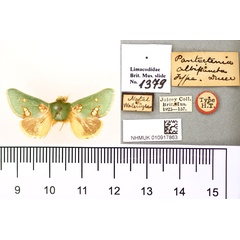 /filer/webapps/moths/media/images/A/albipuncta_Pantoctenia_HT_BMNH.jpg