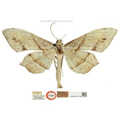 /filer/webapps/moths/media/images/O/obliquata_Psilocladia_HT_NHMUK.jpg