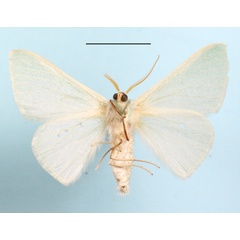 /filer/webapps/moths/media/images/D/discolor_Paraprasina_A_MGCLb_01.JPG