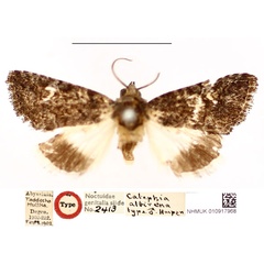 /filer/webapps/moths/media/images/A/albirena_Catephia_HT_BMNH_04iRdxX.jpg